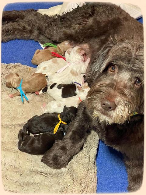 Rosie Gambler newborn pups 31