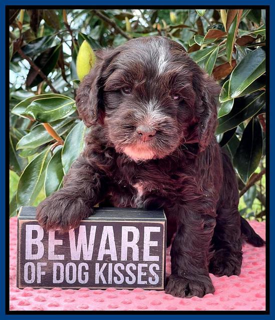 Rosie Gambler 5 WK OLD pups 311