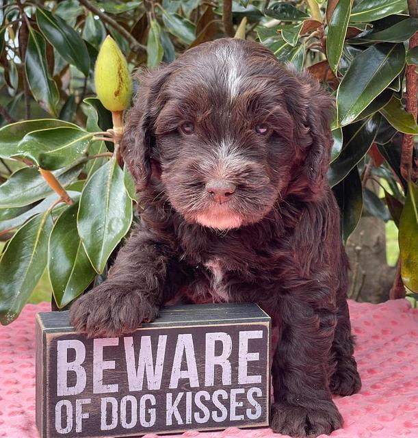 Rosie Gambler 5 WK OLD pups 351