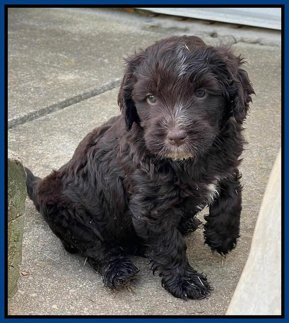 Rosie Gambler 5 WK OLD pups 361