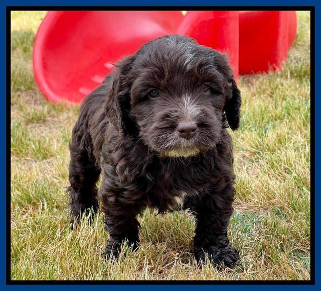 Rosie Gambler 5 WK OLD pups 371