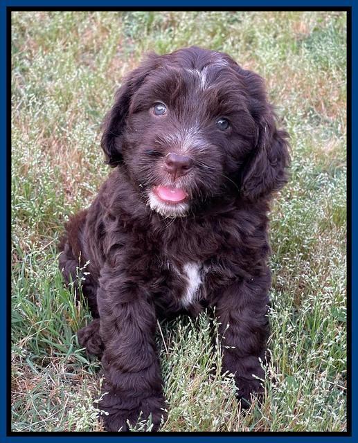 Rosie Gambler 6 wk old 331