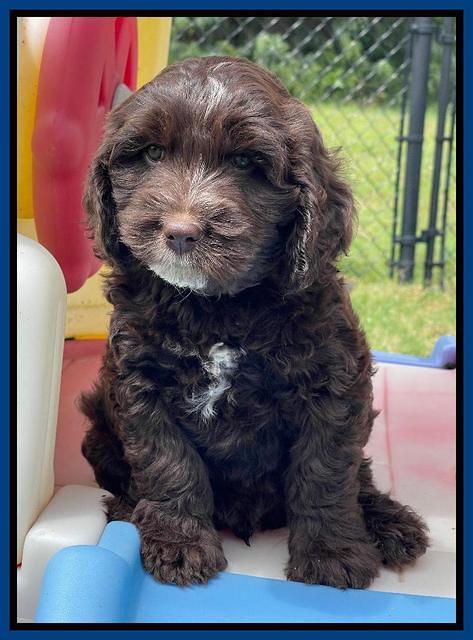 Rosie Gambler 7 wk old 371