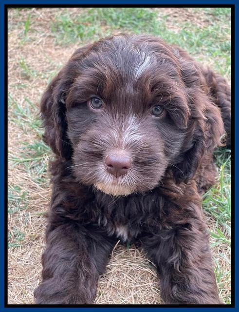 Rosie Gambler 7 wk old 411