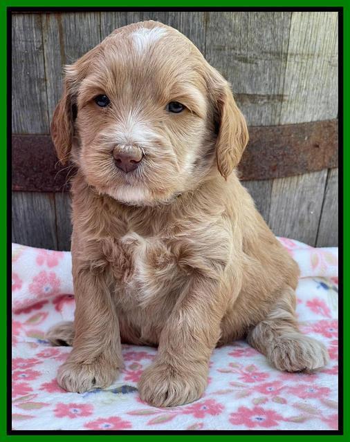 Rosie Gambler 4 WK OLD pups 131