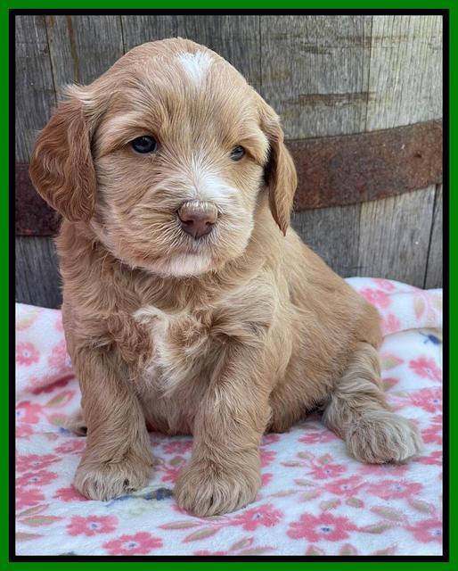 Rosie Gambler 4 WK OLD pups 141