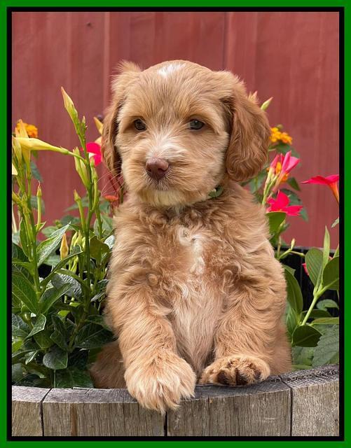 Rosie Gambler 6 wk old 221