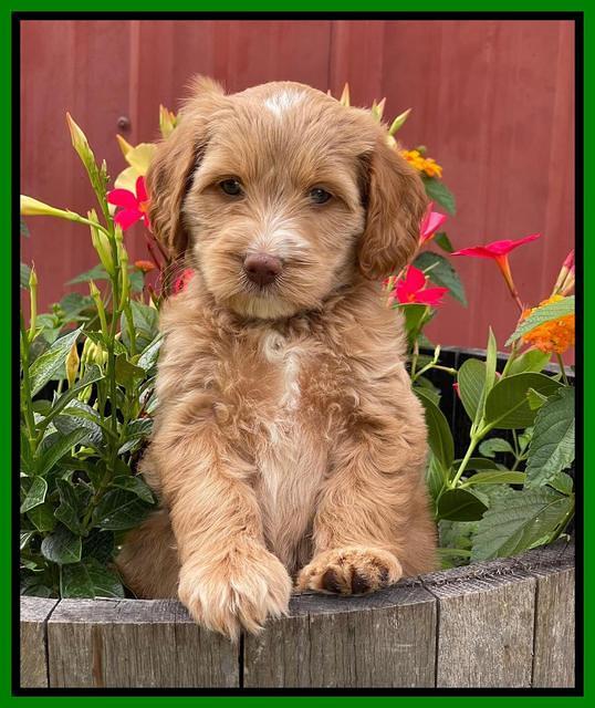 Rosie Gambler 6 wk old 231