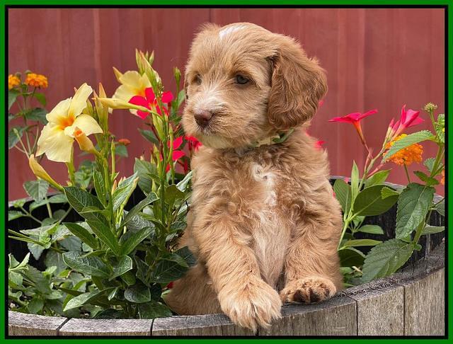 Rosie Gambler 6 wk old 241