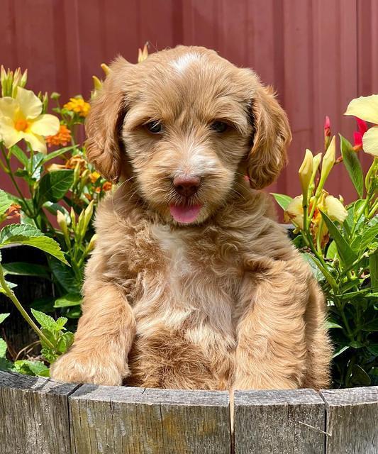 Rosie Gambler 6 wk old 261