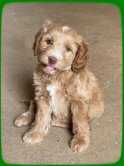 Rosie Gambler 6 wk old 271