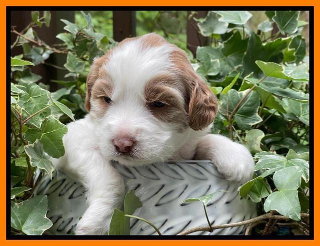 Rosie Gambler 3 WK OLD pups 161