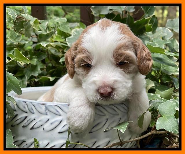 Rosie Gambler 3 WK OLD pups 181