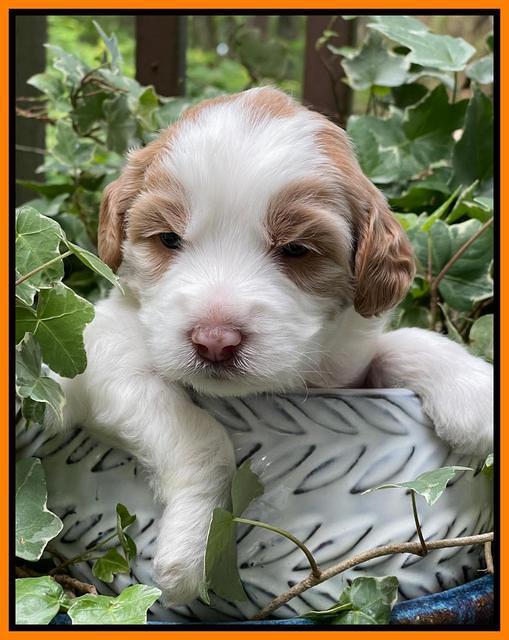 Rosie Gambler 3 WK OLD pups 191