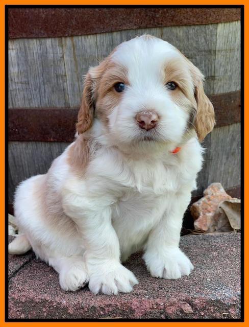 Rosie Gambler 4 WK OLD pups 161