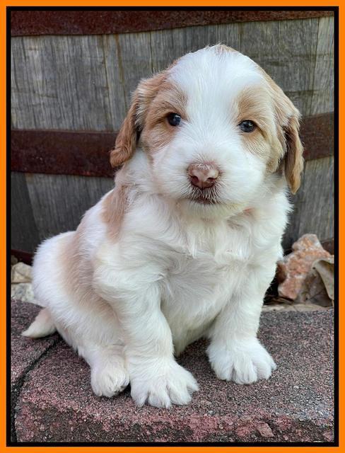 Rosie Gambler 4 WK OLD pups 171