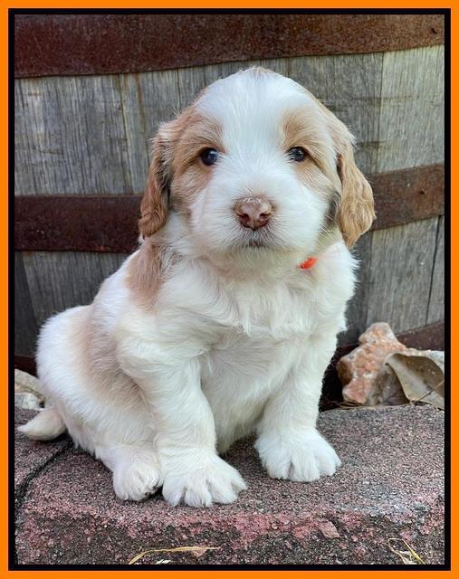 Rosie Gambler 4 WK OLD pups 191