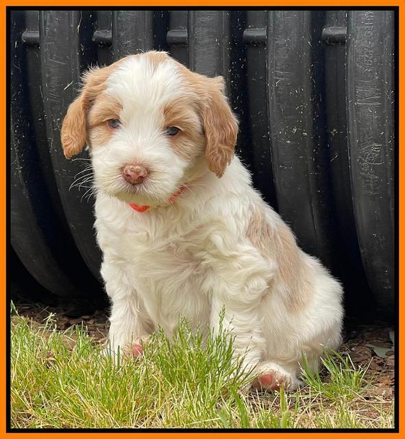 Rosie Gambler 5 WK OLD pups 211