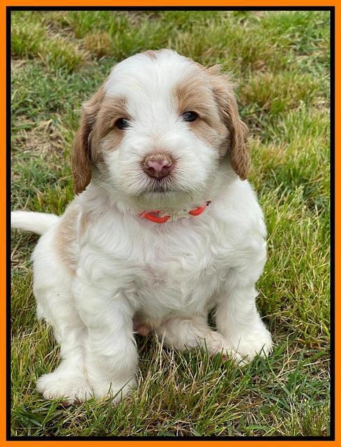 Rosie Gambler 5 WK OLD pups 221