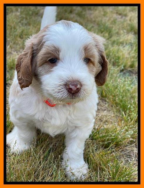 Rosie Gambler 5 WK OLD pups 251