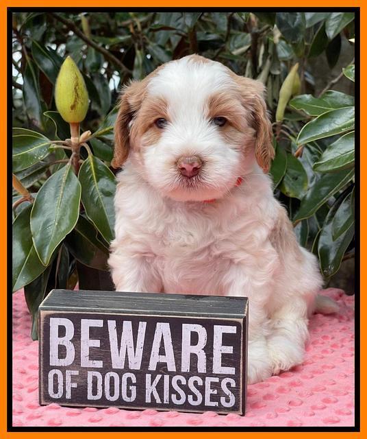 Rosie Gambler 5 WK OLD pups 271