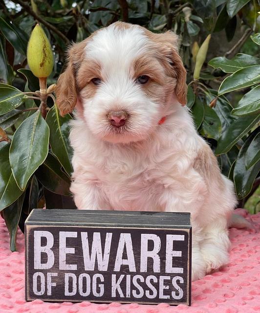 Rosie Gambler 5 WK OLD pups 281