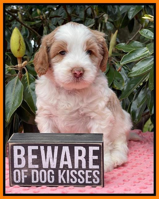 Rosie Gambler 5 WK OLD pups 291