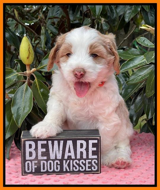 Rosie Gambler 5 WK OLD pups 301