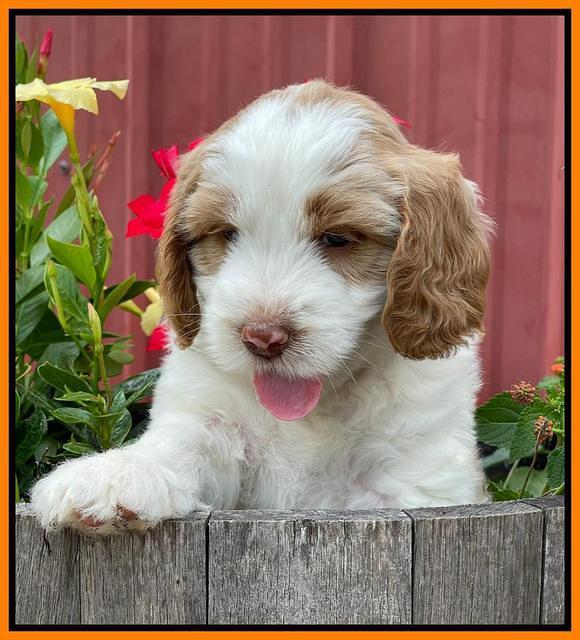 Rosie Gambler 6 wk old 491