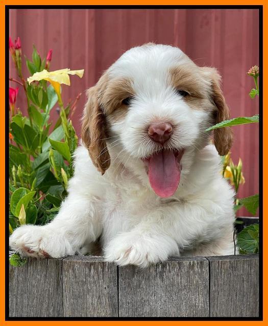 Rosie Gambler 6 wk old 501