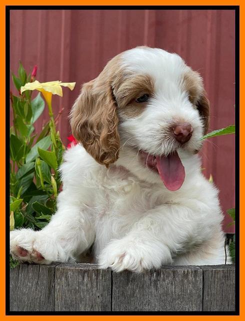 Rosie Gambler 6 wk old 531