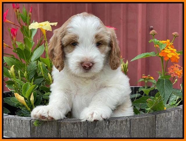 Rosie Gambler 6 wk old 541