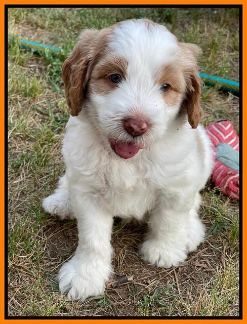 Rosie Gambler 6 wk old 551