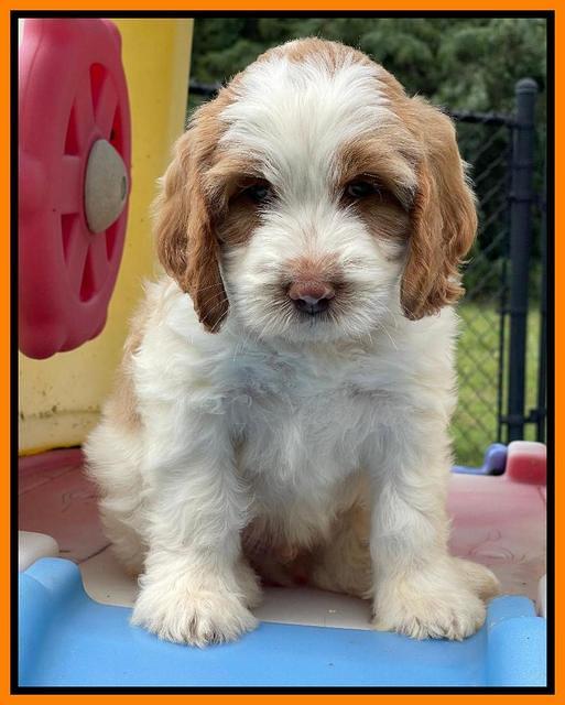 Rosie Gambler 7 wk old 661