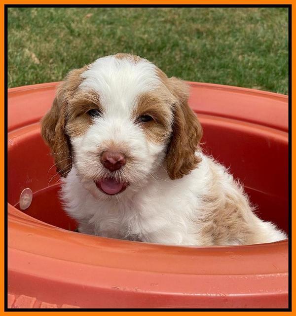 Rosie Gambler 7 wk old 691