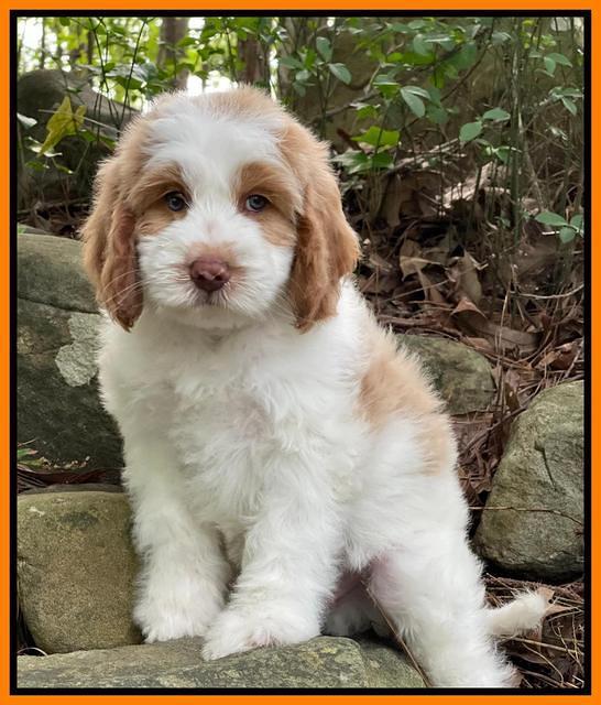 Rosie Gambler 8 wks old 6332