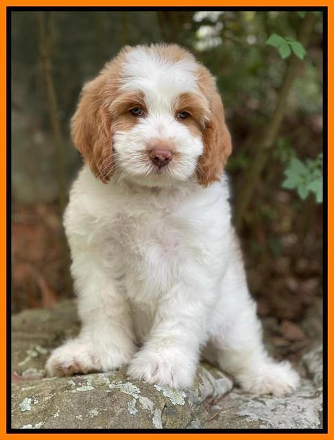 Rosie Gambler 8 wks old 8332