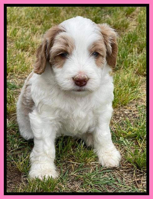 Rosie Gambler 5 WK OLD pups 41