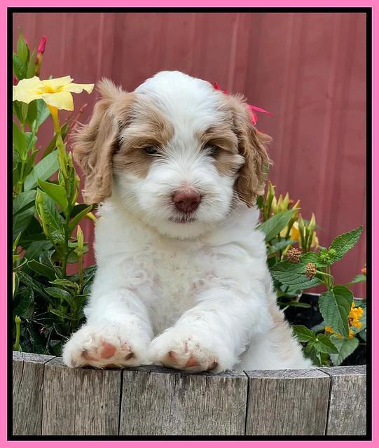 Rosie Gambler 6 wk old 21