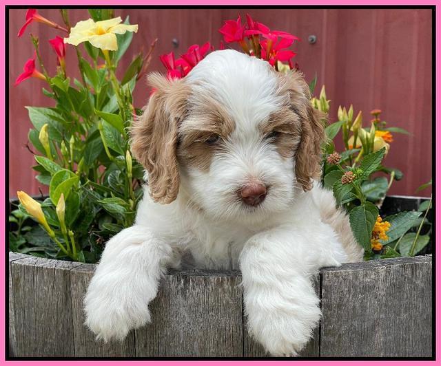 Rosie Gambler 6 wk old 41