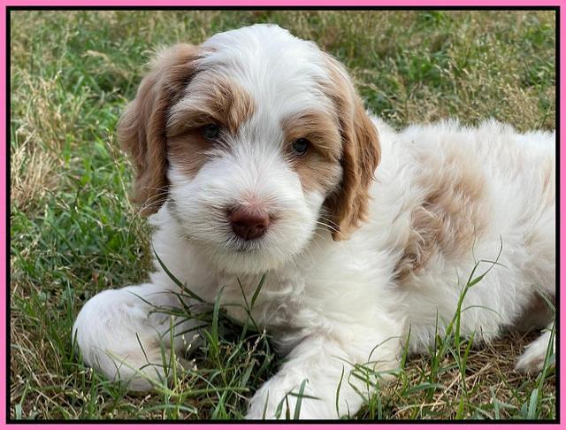 Rosie Gambler 7 wk old 11