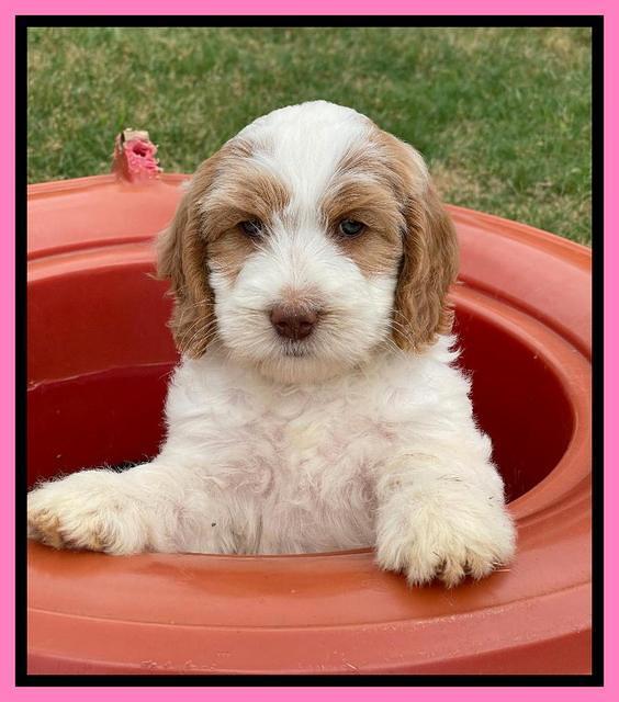 Rosie Gambler 7 wk old 91