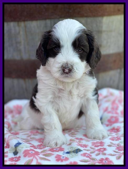 Rosie Gambler 4 WK OLD pups 81