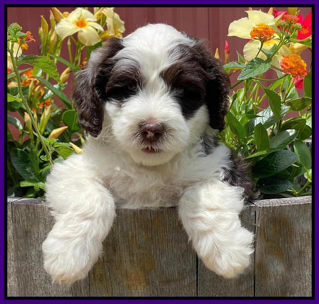 Rosie Gambler 6 wk old 81