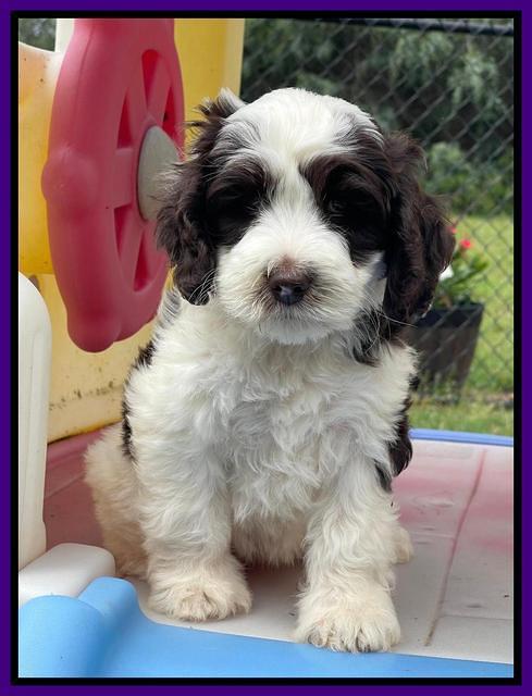 Rosie Gambler 7 wk old 141