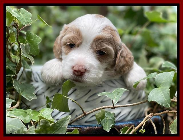 Rosie Gambler 3 WK OLD pups 321
