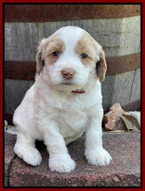 Rosie Gambler 4 WK OLD pups 271