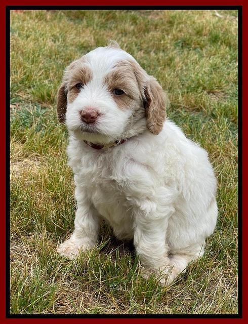 Rosie Gambler 5 WK OLD pups 401