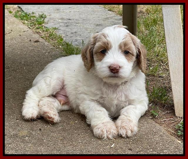 Rosie Gambler 5 WK OLD pups 411
