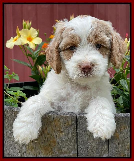 Rosie Gambler 6 wk old 341